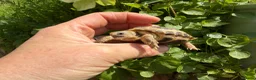 Tortoise reptiles for sale: Baby horsfield tortoises for sale. Setups also av - Advert 3