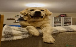 Golden Retriever dogs for sale: Male golden retriever  - Advert 2