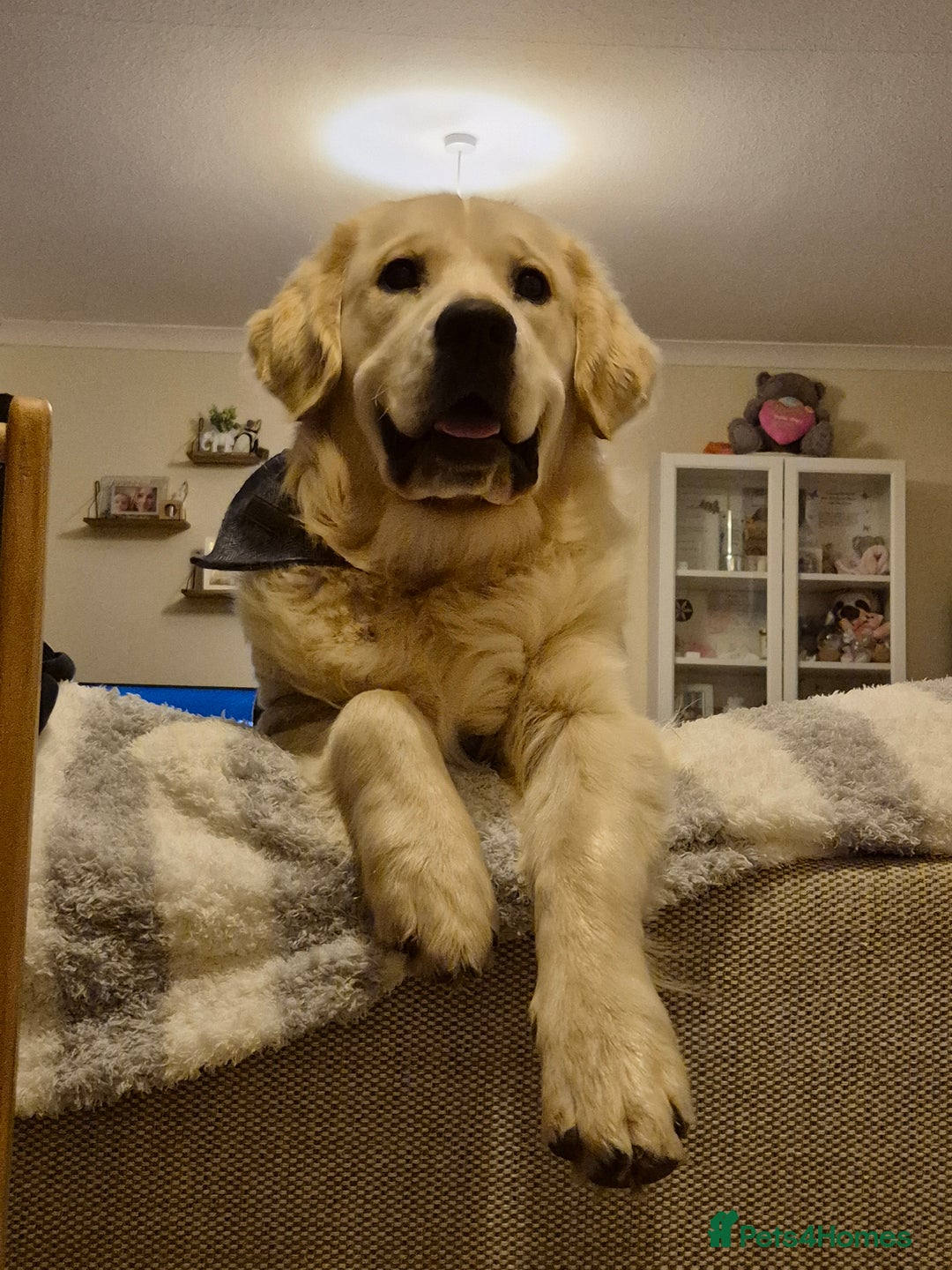 Golden Retriever dogs for sale: Male golden retriever  - Advert 2