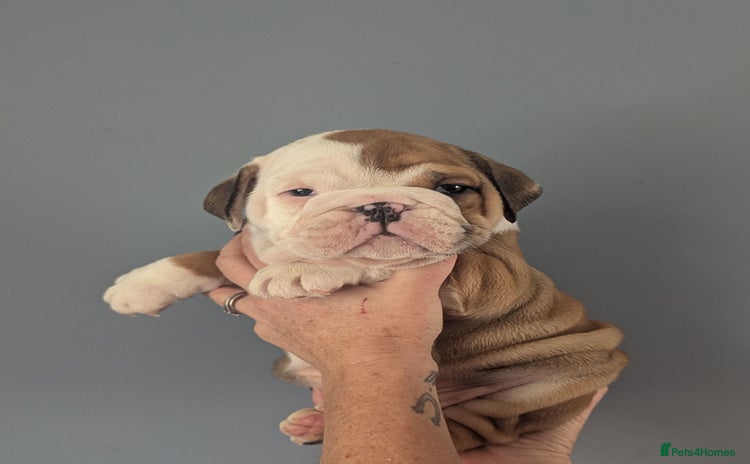 English Bulldog dogs - Advert 1
