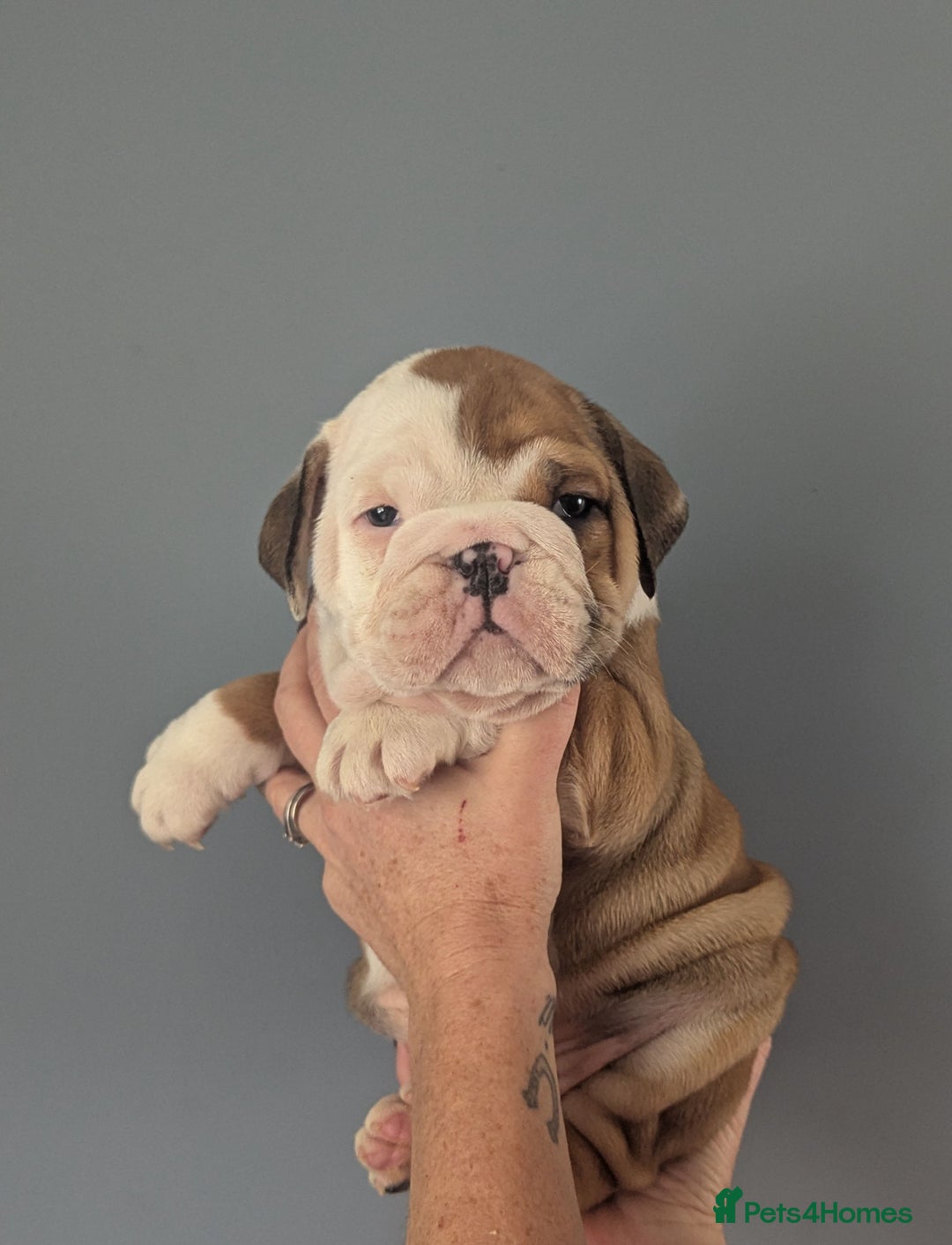 English Bulldog dogs for sale: English Bulldog Puppies - Image 1