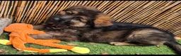 German Shepherd dogs for sale: German Shepherd puppy - Advert 3