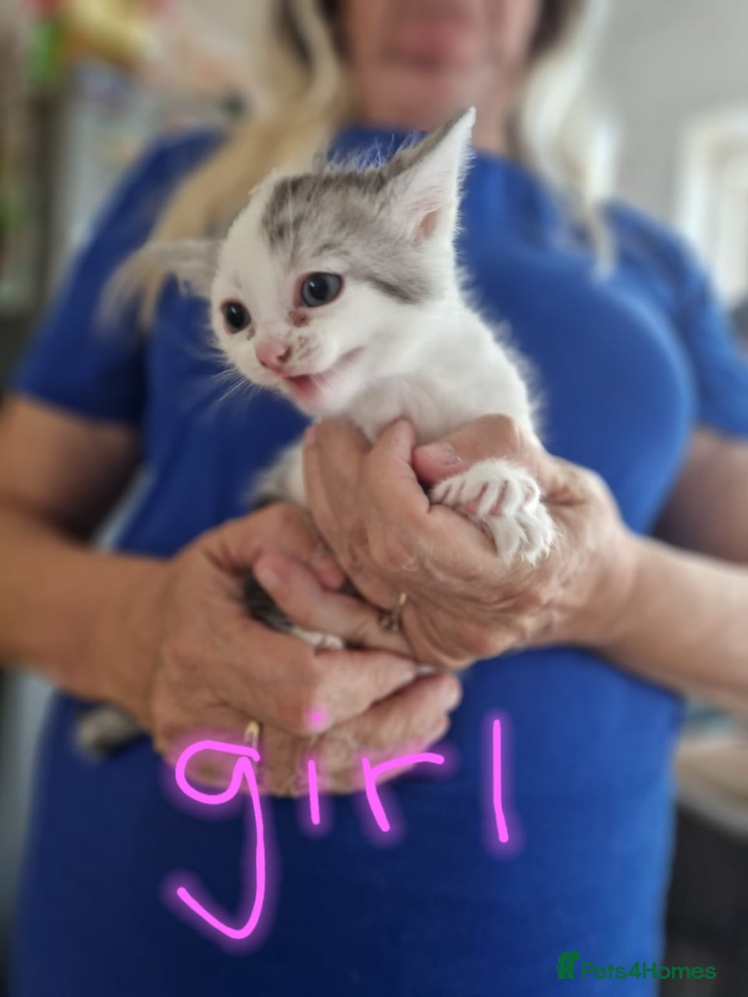 Maine Coon cats for sale: Kitten for sale various colours  - Image 4