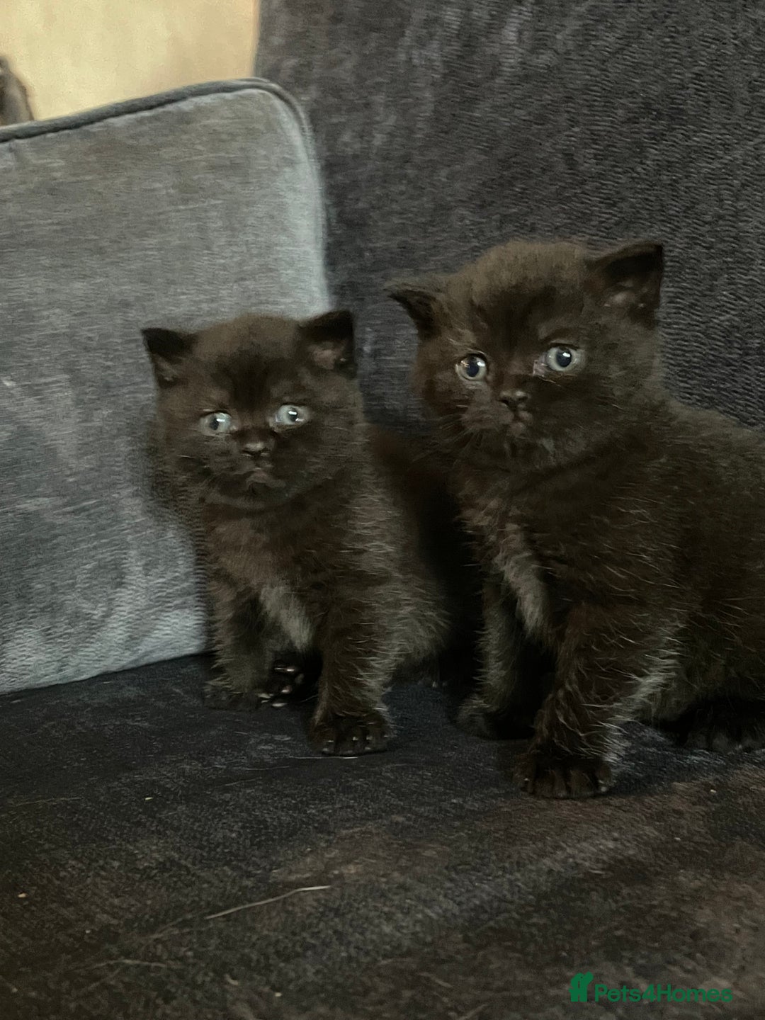 British Shorthair cats for sale: Black British shorthair boy - Advert 5