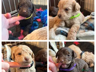 Maltipoo dogs Chocolate & tan Maltipoos (TOY!) - Advert 7