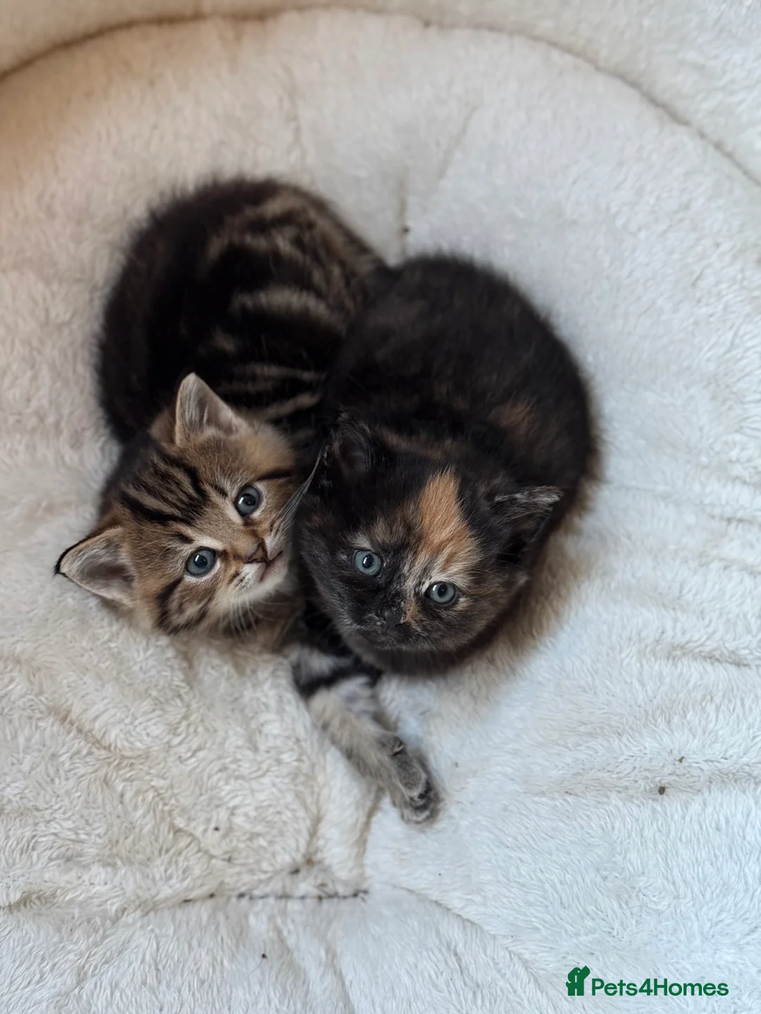 Mixed Breed cats for sale: Beautiful Kittens  - Advert 1