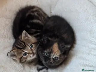 Mixed Breed cats Beautiful Kittens - Advert 1