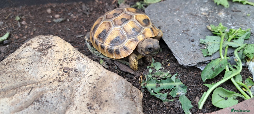 Tortoise reptiles for sale: 2025 Home Hatched Hermanns Tortoises For Sale - Image 2