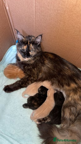 Maine Coon cats - Advert 13