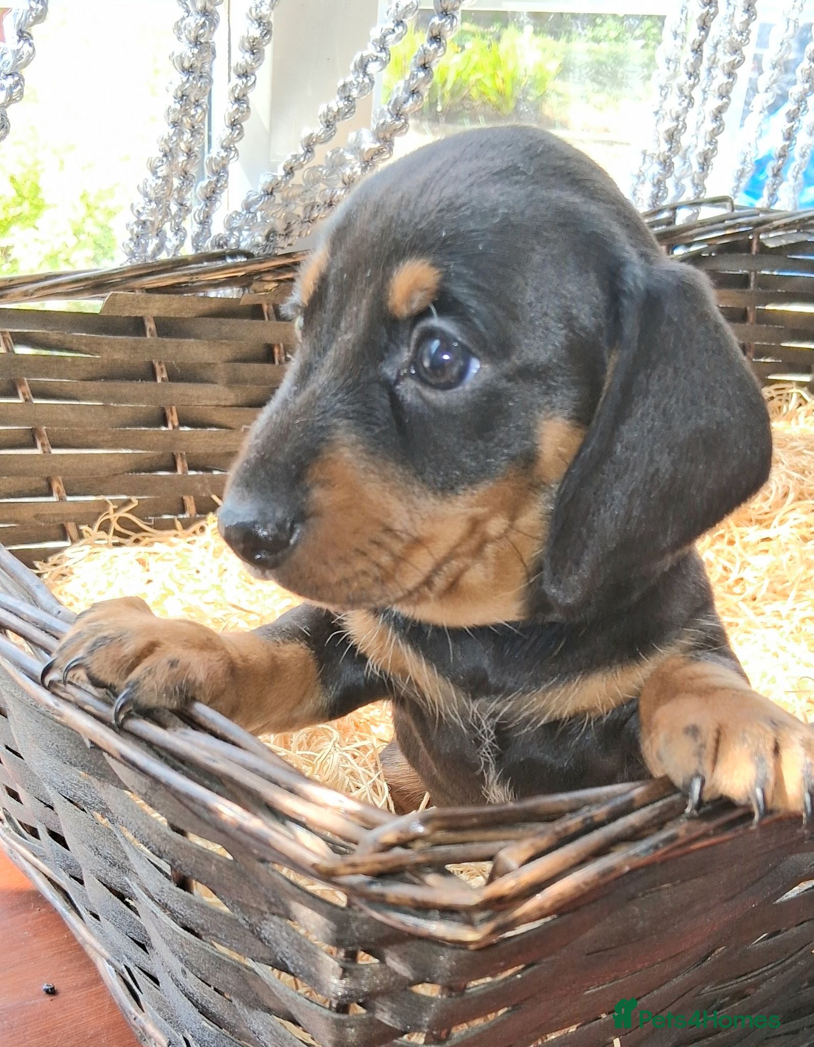 Miniature Dachshund dogs KC REG. PRA CLEAR - Advert 12