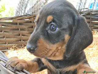 Miniature Dachshund dogs KC REG. PRA CLEAR - Advert 12
