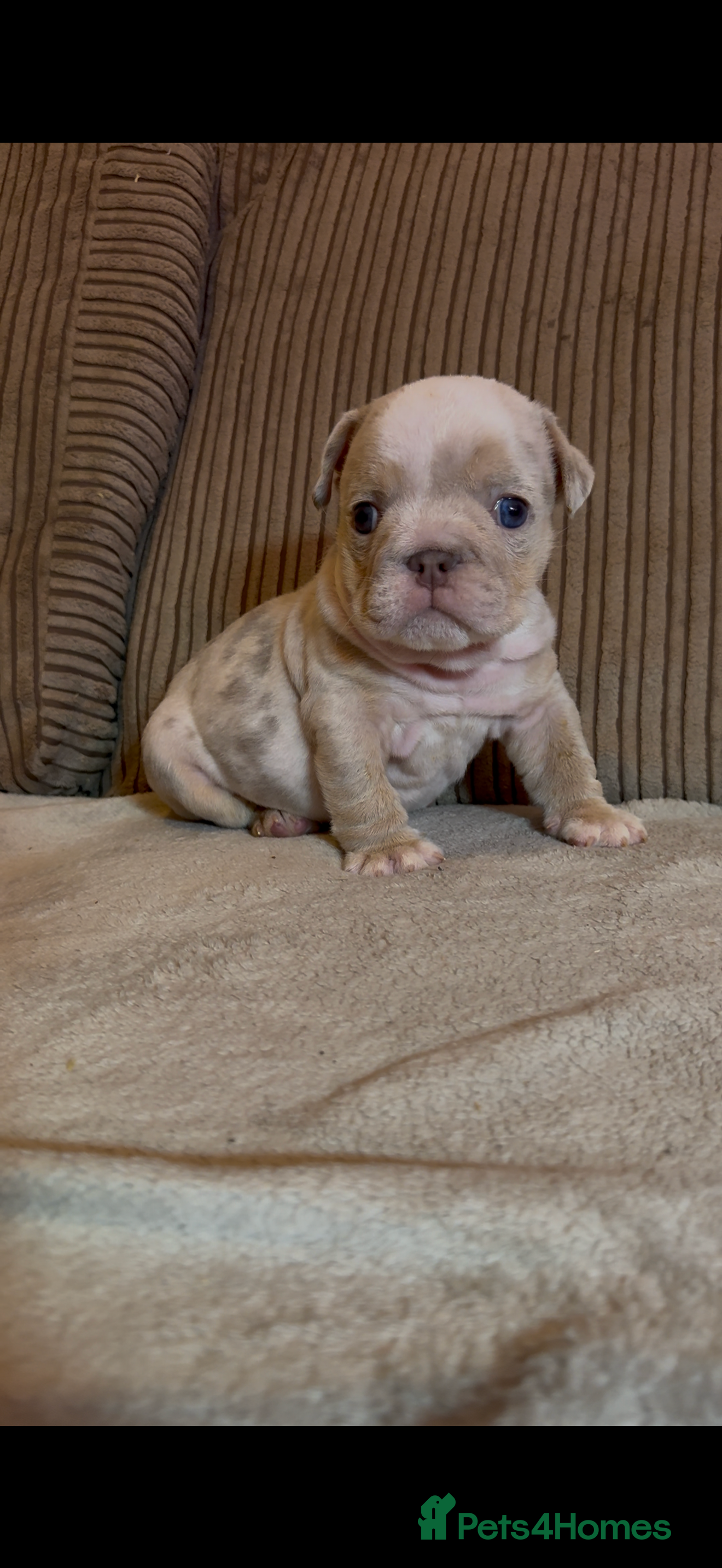English Bulldog dogs Quality Merle puppies 🐶 🔥 🔥 🔥  - Advert 1