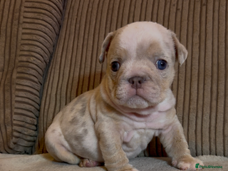English Bulldog dogs Quality Merle puppies 🐶 🔥 🔥 🔥 - Advert 3
