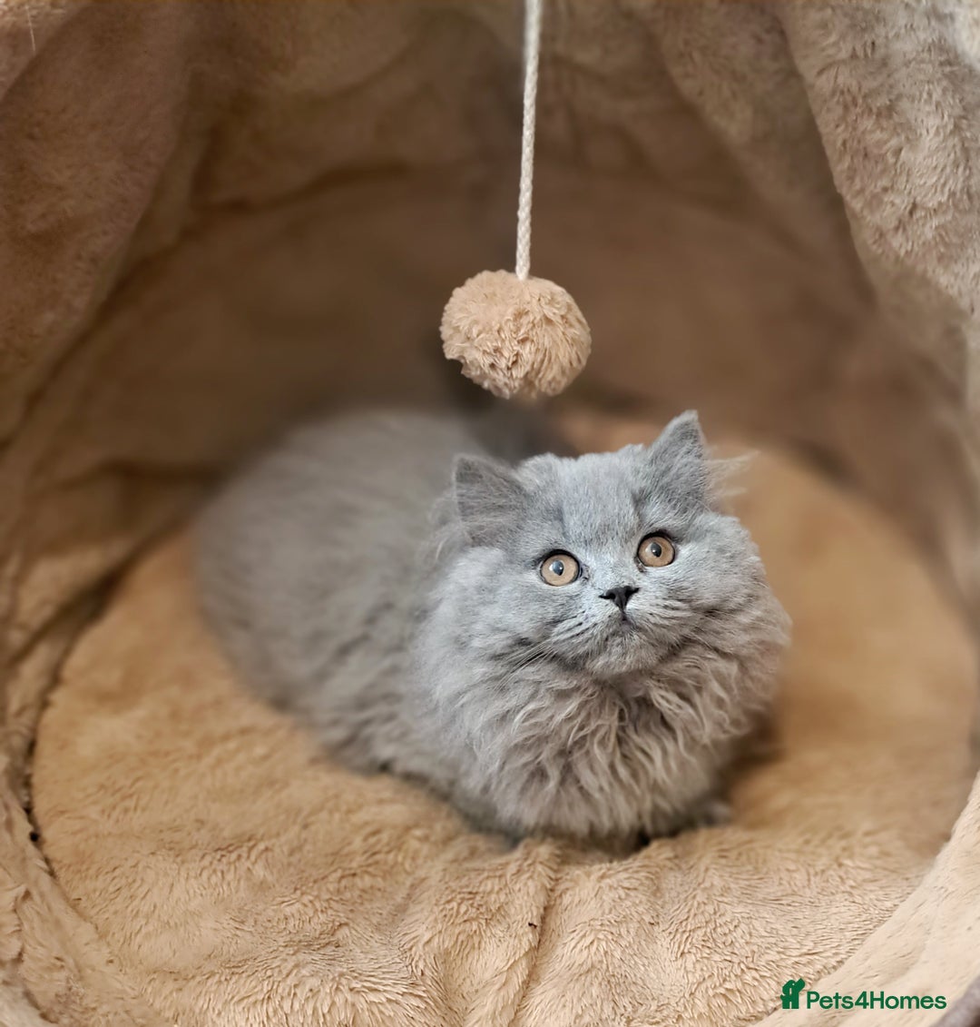 British Longhair cats for sale: TICA Beautiful Blue British Longhair Female - Image 17