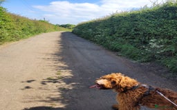 Irish Doodle dogs for sale: 1 year old setterpoo/Irish doodle - Image 12