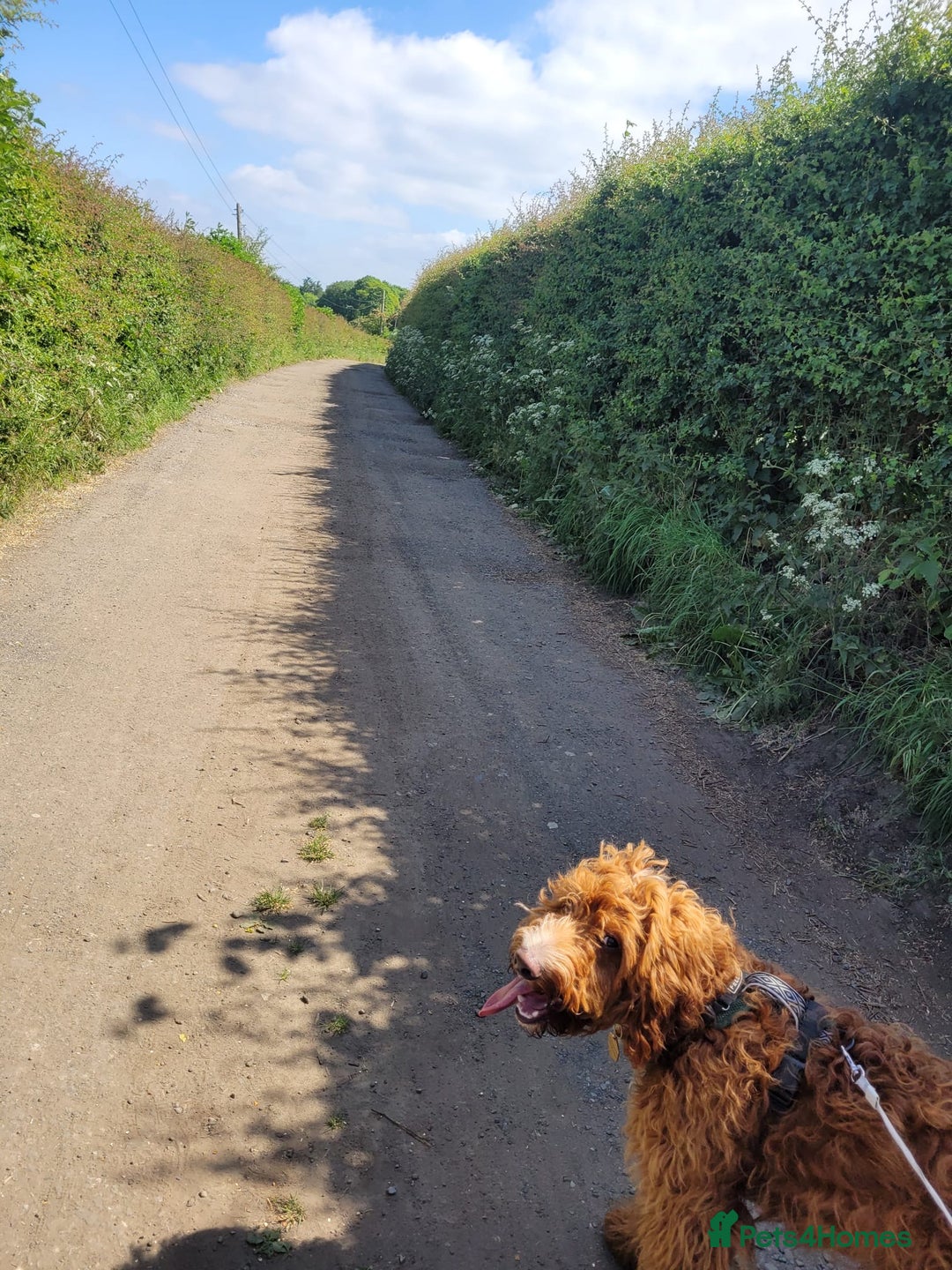 Irish Doodle dogs for sale: 1 year old setterpoo/Irish doodle - Image 12