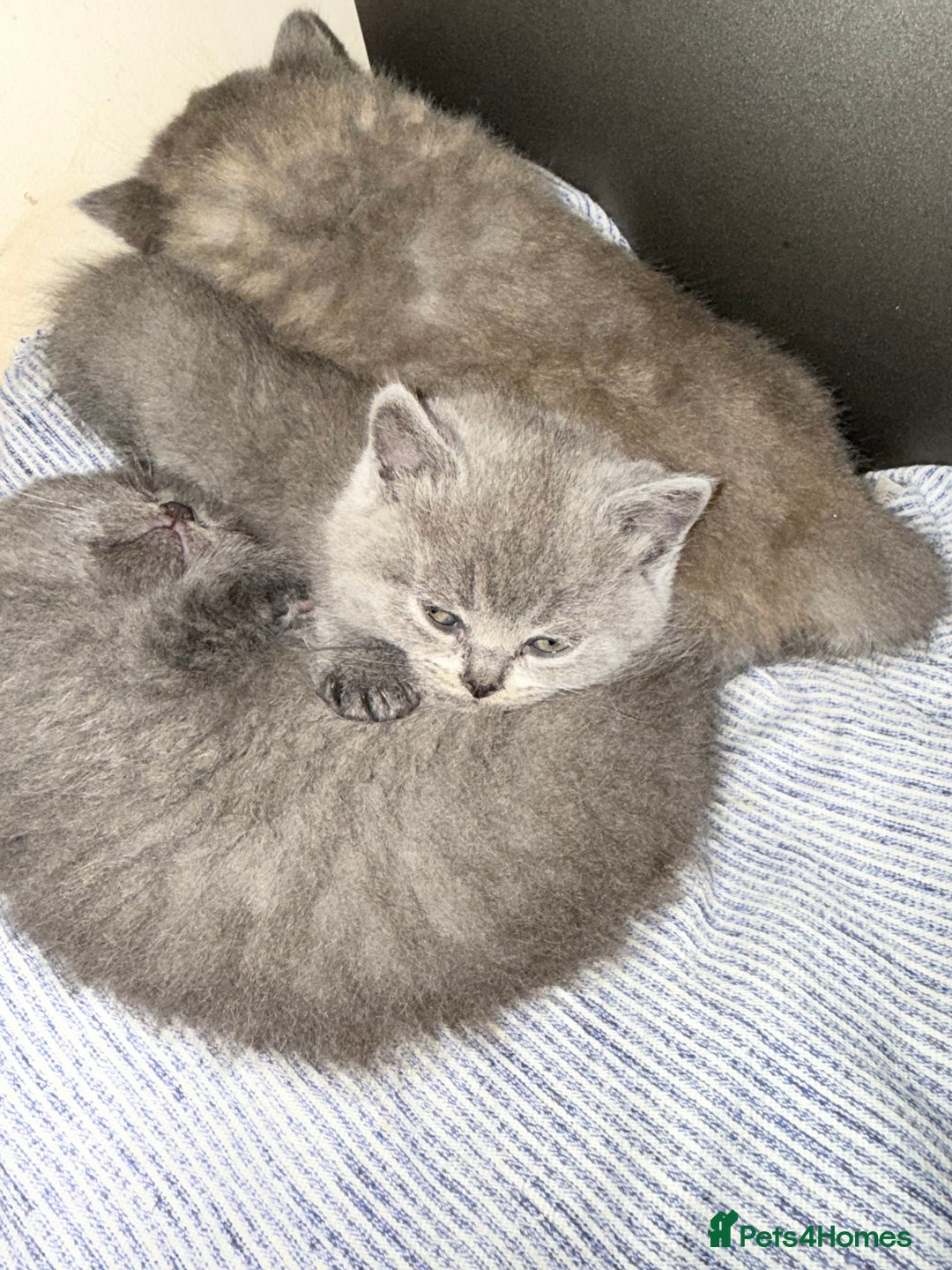 Scottish Fold cats for sale: Scottish fold&straight kittens ready for reservati - Advert 12