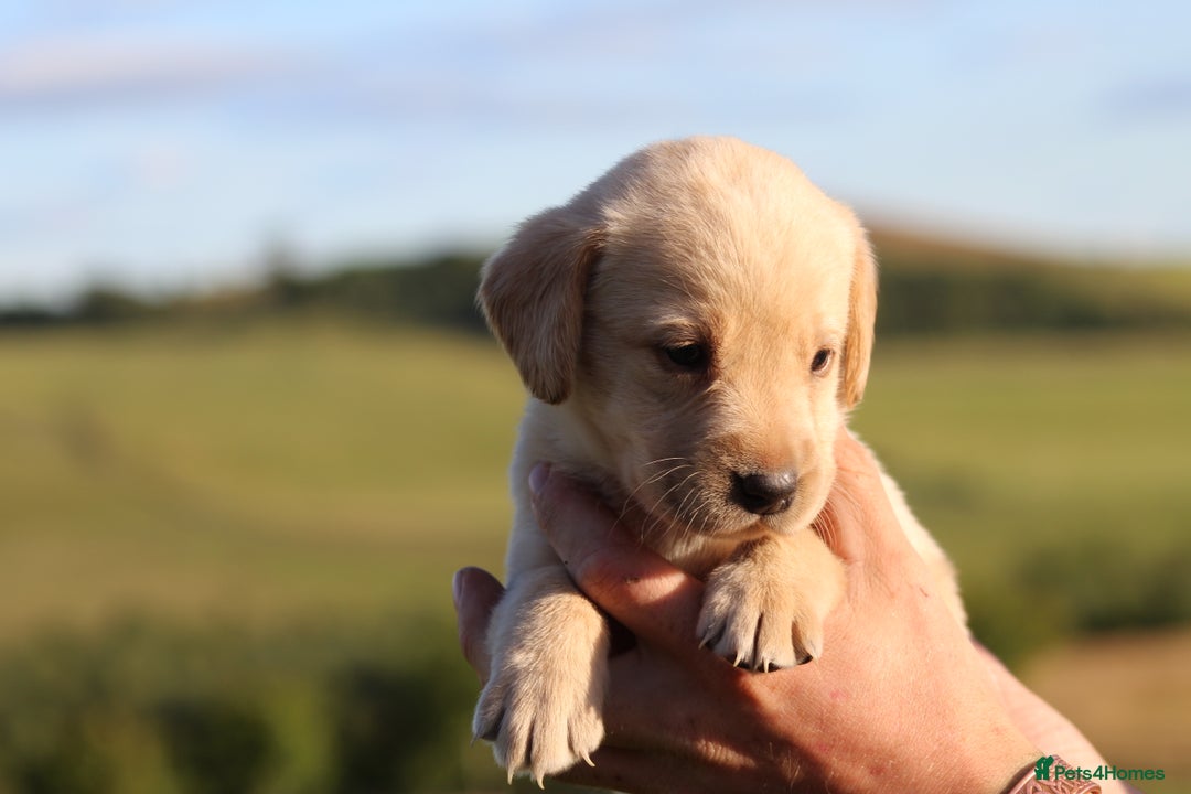 Labrador Retriever dogs for sale: Working Labrador Puppies  - Image 16