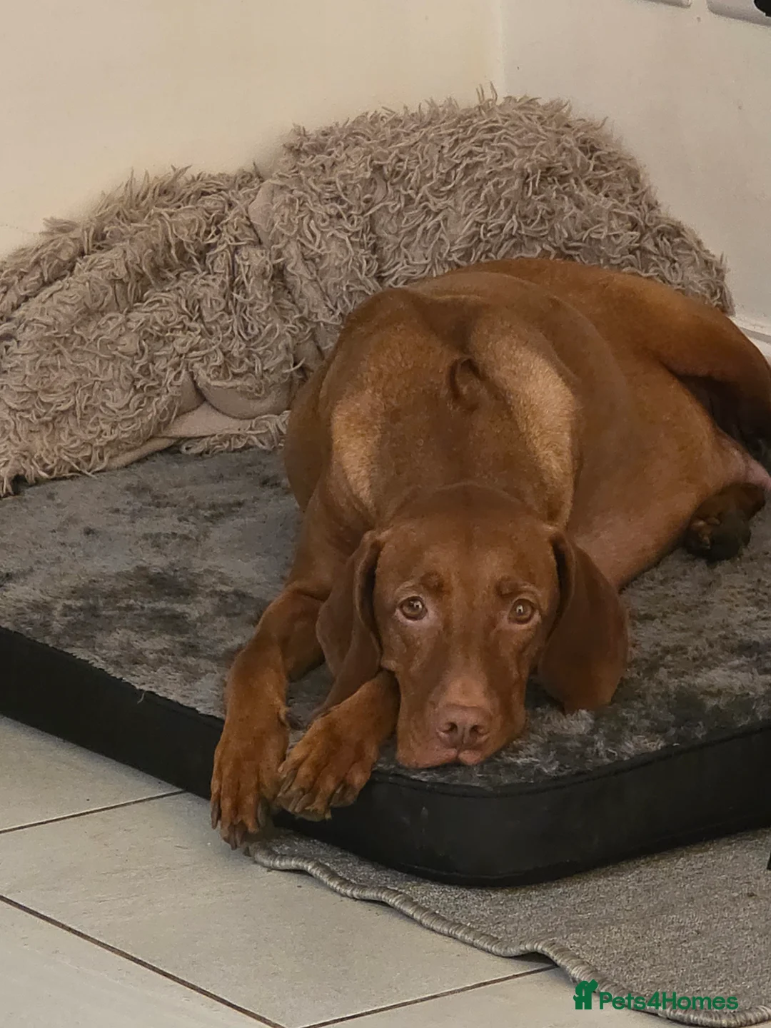 Hungarian Vizsla dogs for sale: Hungarian Vizsla Puppies Looking forForever Homes! in London - Advert 2