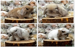 Mini Lop rabbits for sale: 🌟PURE BRED PEDIGREE MINI LOPS🌟 - Image 36