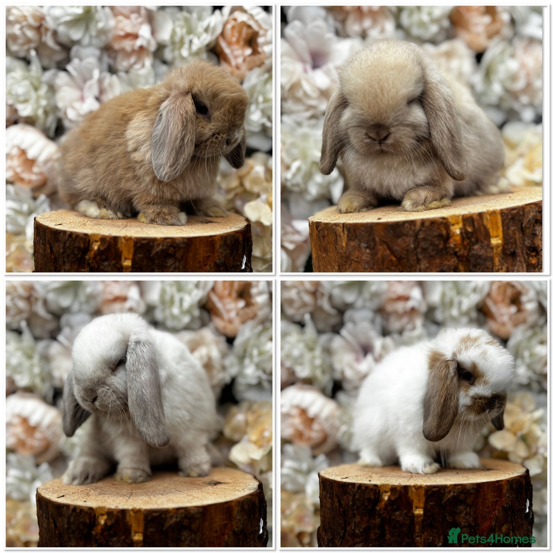 Mini Lop rabbits for sale: 🌟PURE BRED PEDIGREE MINI LOPS🌟 - Image 36