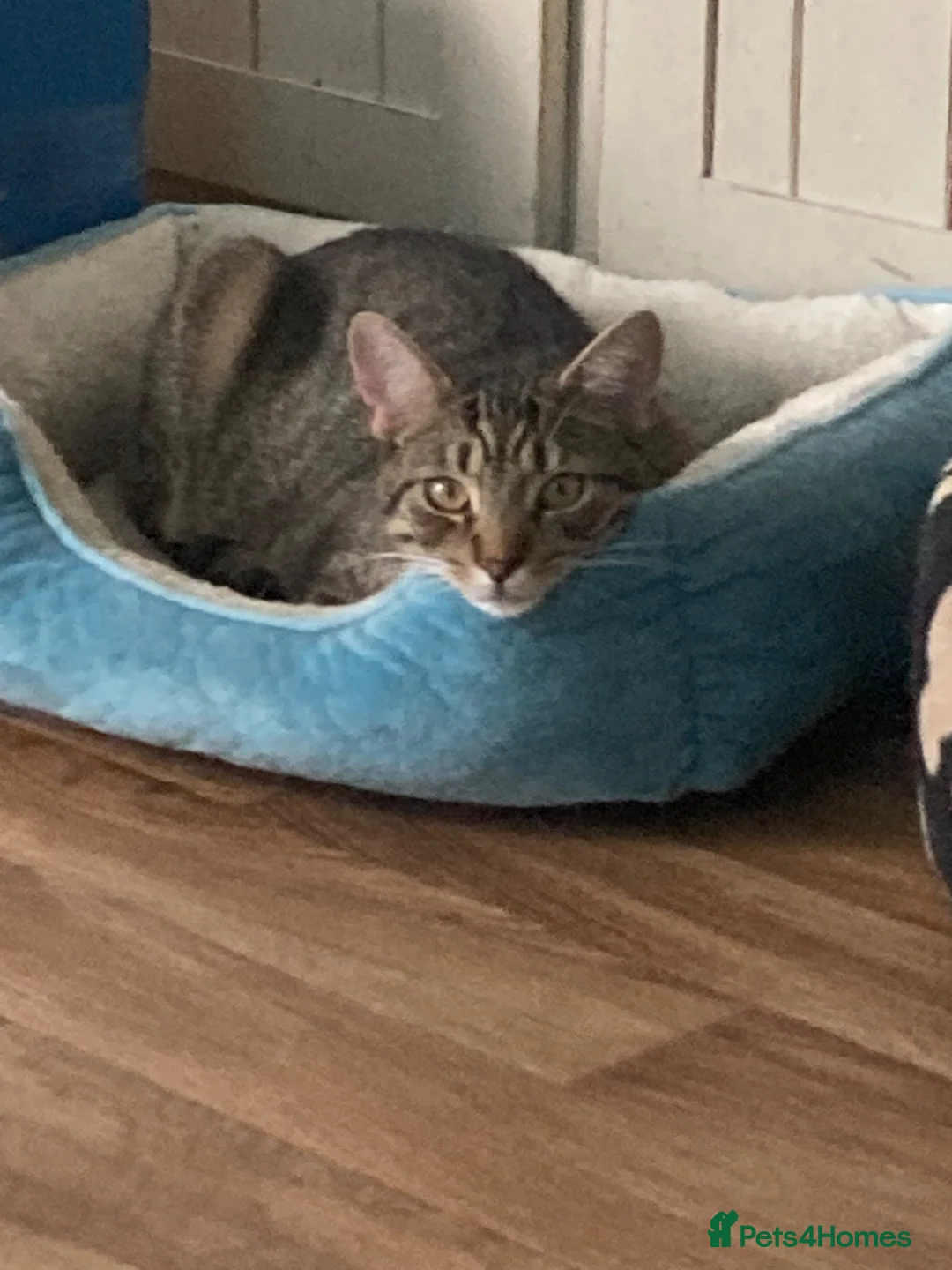 British Shorthair cats for sale: Beautiful tabby cat looking to be rehomed - Advert 2