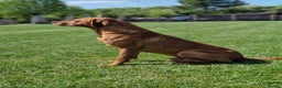 Labrador Retriever dogs for stud: KC Registered Health tested Fox Red Labrador in Malton - Advert 7