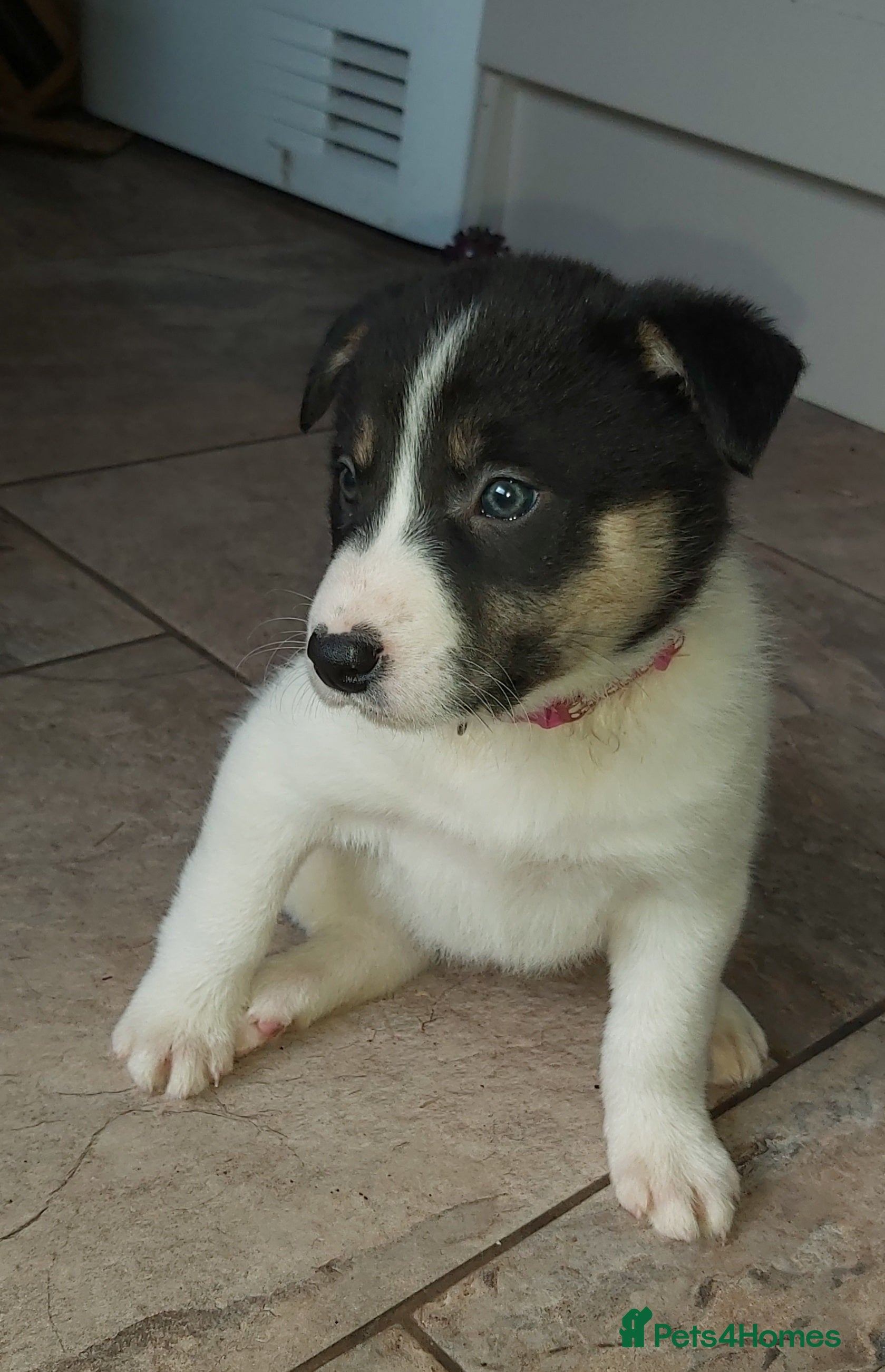 Border Collie dogs Beautiful Tri Coloured Border Collie Puppies - Advert 3