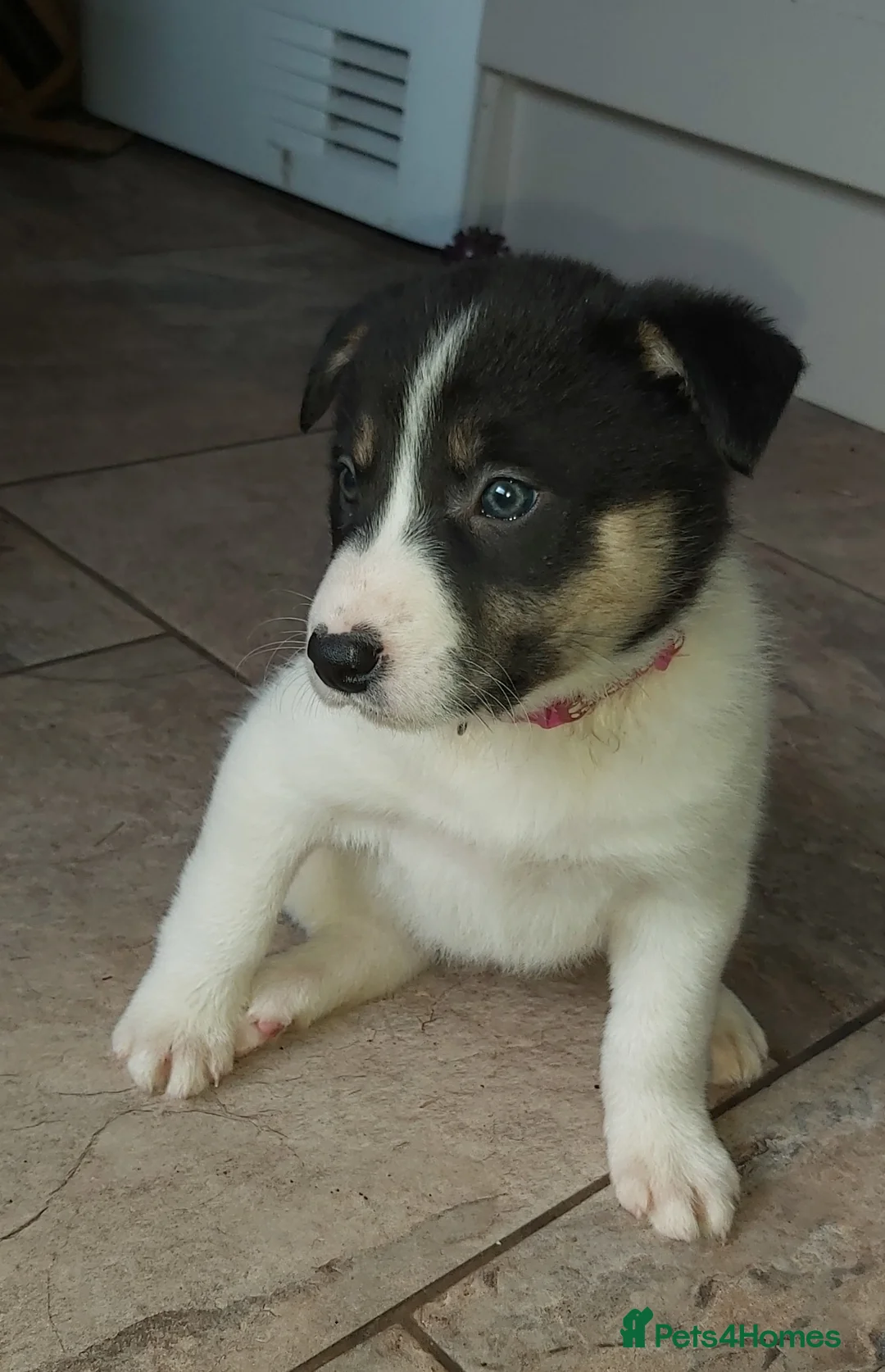 Border Collie dogs for sale: Beautiful Tri Coloured Border Collie Puppies - Advert 3