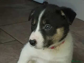 Border Collie dogs Beautiful Tri Coloured Border Collie Puppies - Advert 3
