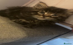 Maine Coon cats for sale: 5 gorgeous 3/4 Maine coon babys - Image 19