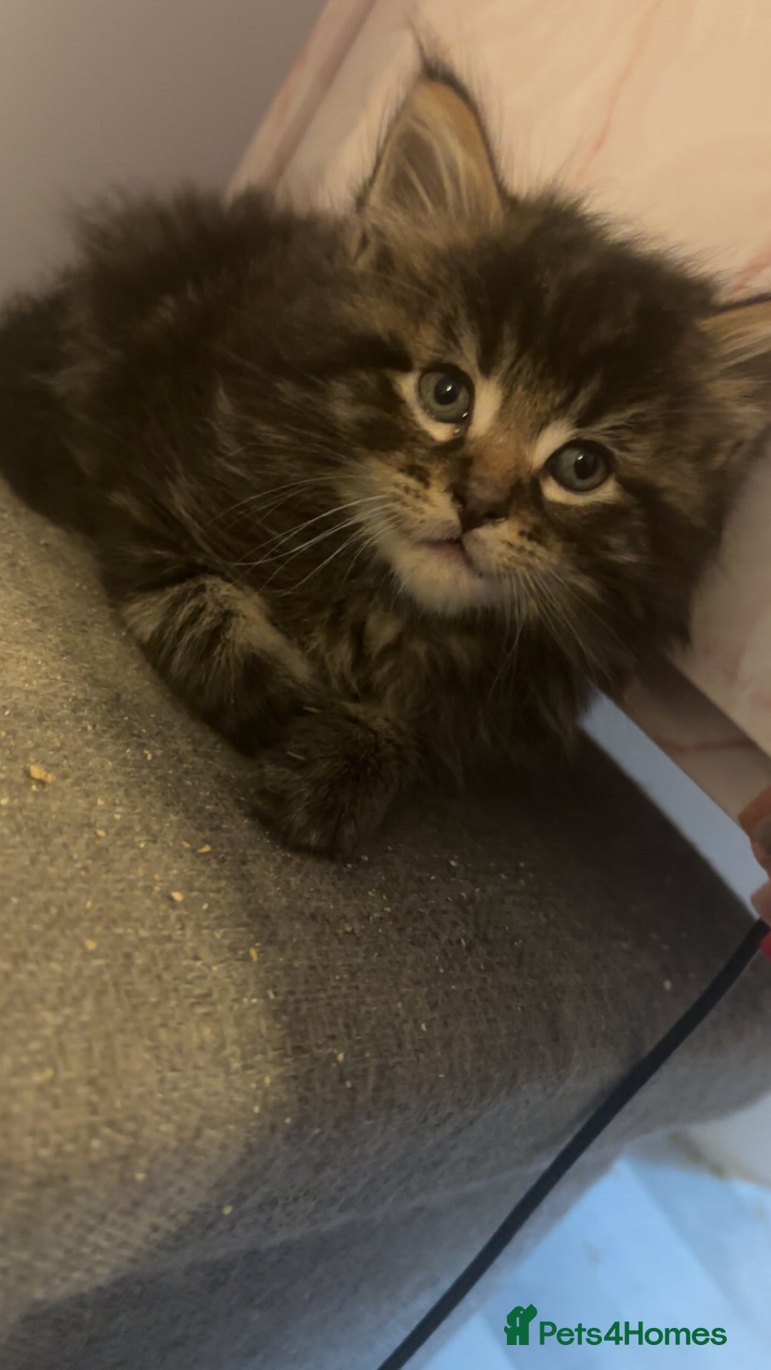 Maine Coon cats for sale: 5 gorgeous 3/4 Maine coon babys - Image 19