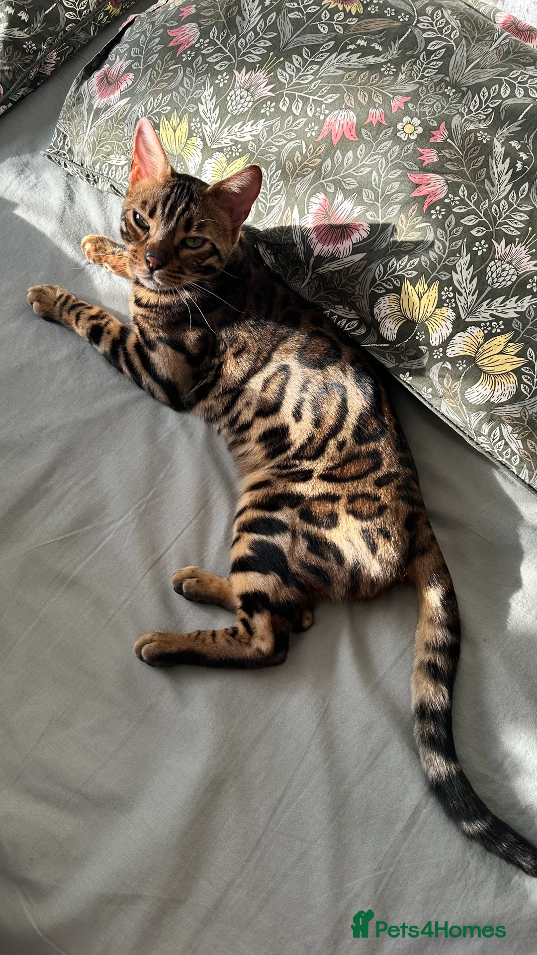 Bengal cats for sale: Looking for a loving forever home for Rusik - Advert 12