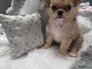 Chihuahua dogs Two quality boys long hair - Advert 1