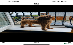 Miniature Poodle dogs for sale: Miniature poodle male - Image 9