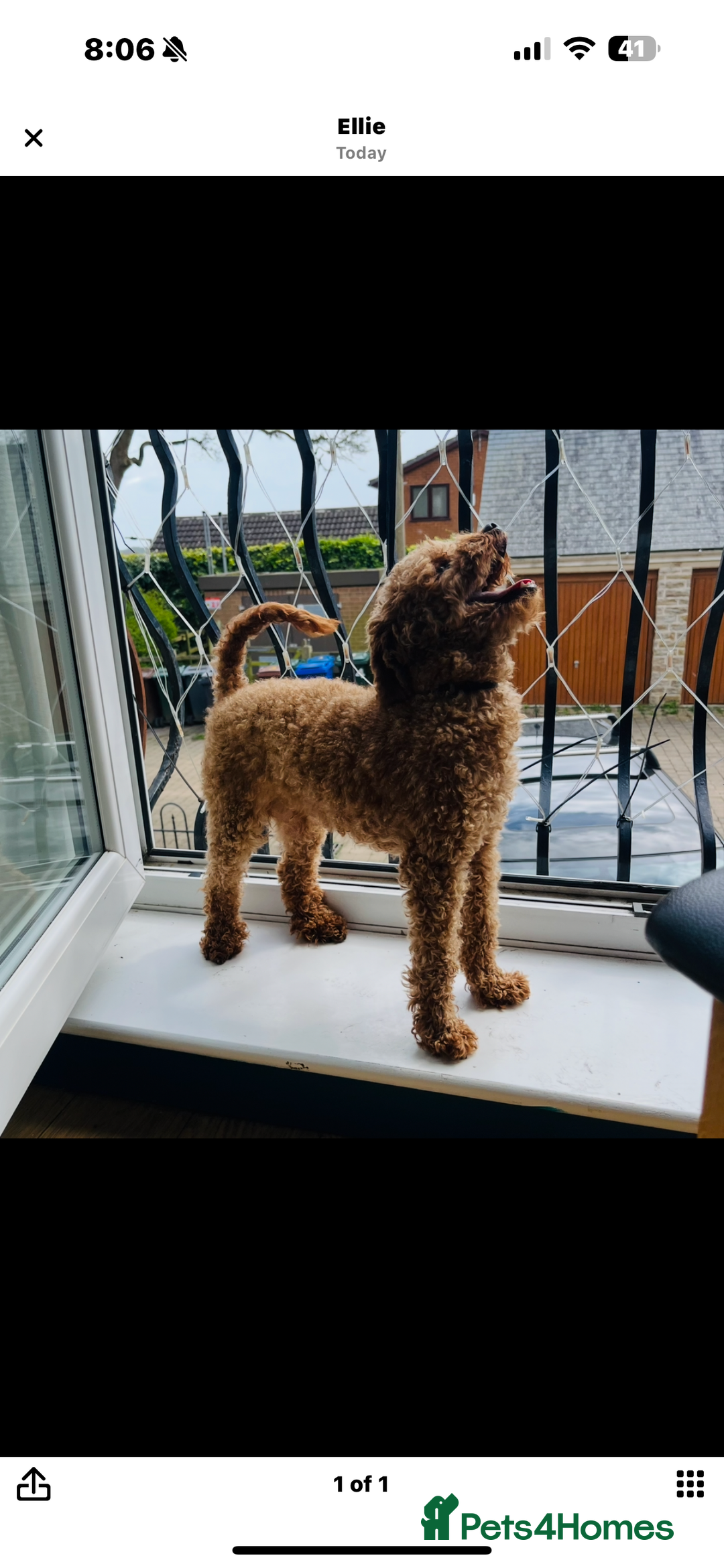 Miniature Poodle dogs for sale: Miniature poodle male - Image 9