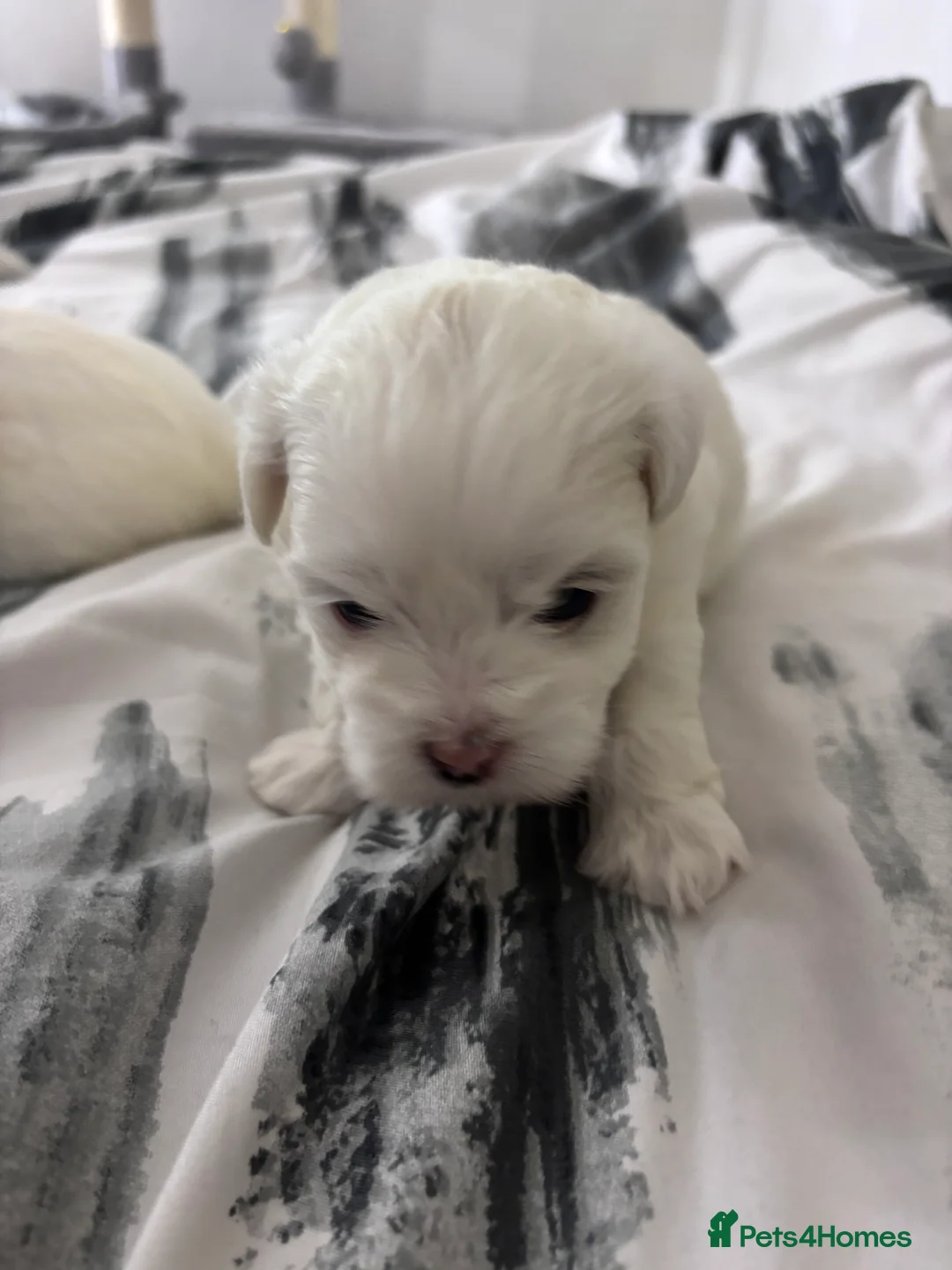 Maltese dogs for sale: Maltese puppies for sale - Advert 12