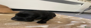   The black rascal