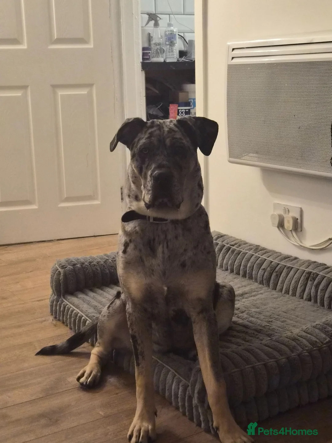 Cane Corso dogs for sale: Beautiful cane corso looking for new home in Sunderland - Advert 1