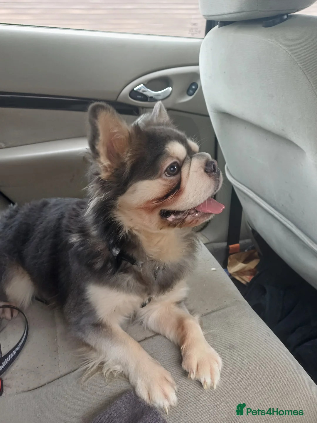 French Bulldog dogs for sale: Rare frenchie male with husky gene  - Advert 2