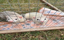 Ferret rodents for sale: Black eyed ferrets  - Image 4
