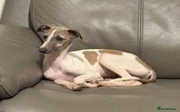 Italian Greyhound dogs for sale: Spoiled and educated Italian greyhounds need home  - Image 5