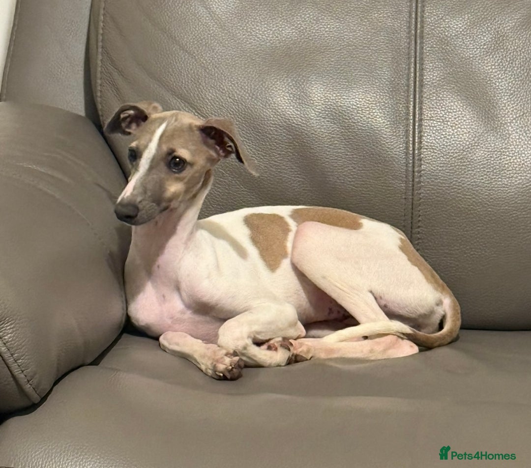 Italian Greyhound dogs for sale: Spoiled and educated Italian greyhounds need home  - Image 5