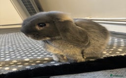 Mini Lop rabbits for sale: mini lop grey otter buck - Image 5