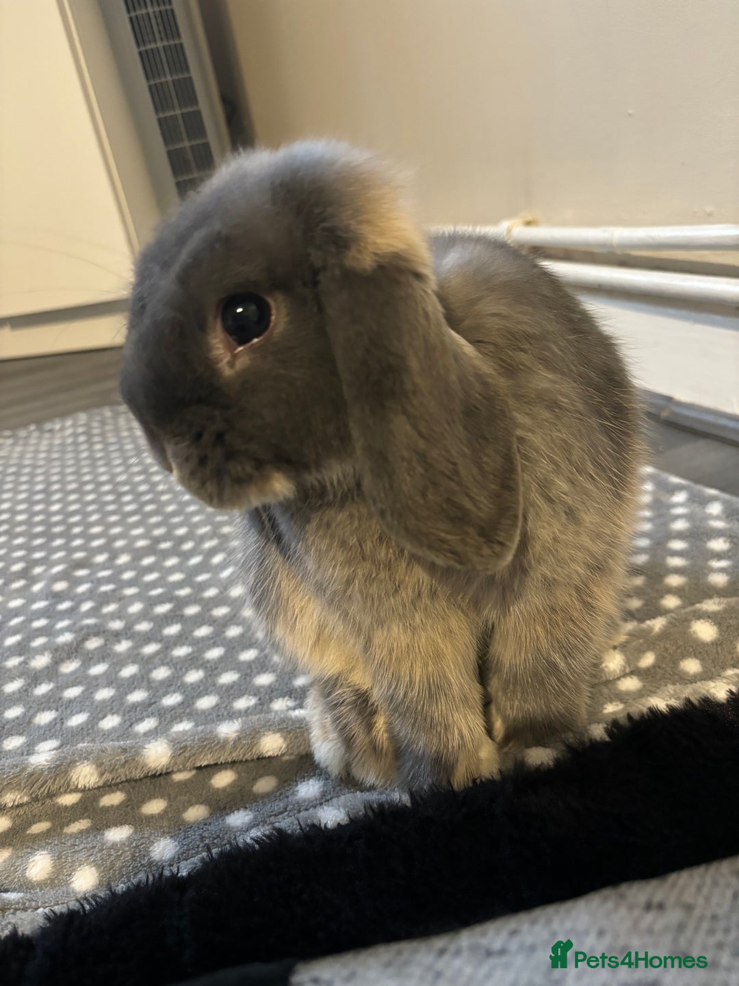 Mini Lop rabbits for sale: mini lop grey otter buck - Image 5