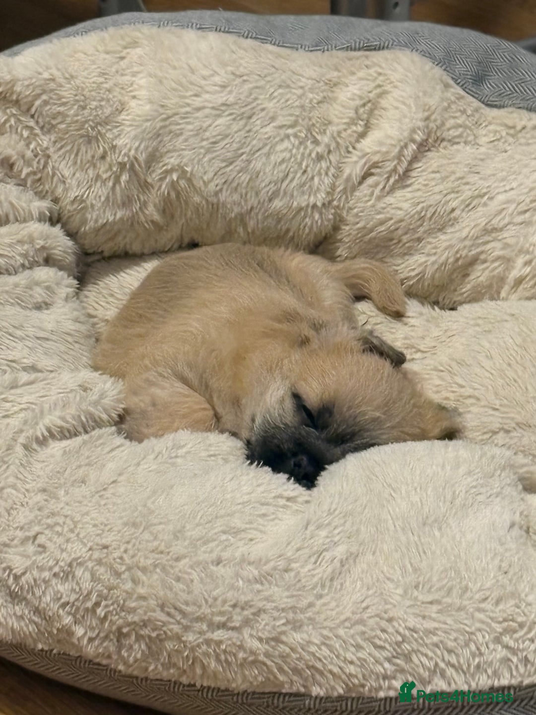 Mixed Breed dogs for sale: Beautiful Froodle pups dad pink carrier - Image 16