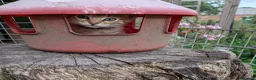 Mixed Breed cats for sale: Ready to leave... Gorgeous Bengal X Kittens - Advert 5