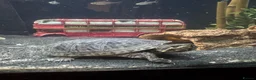 Turtle reptiles for sale: Musk turtle and complete set up in Salisbury - Advert 3