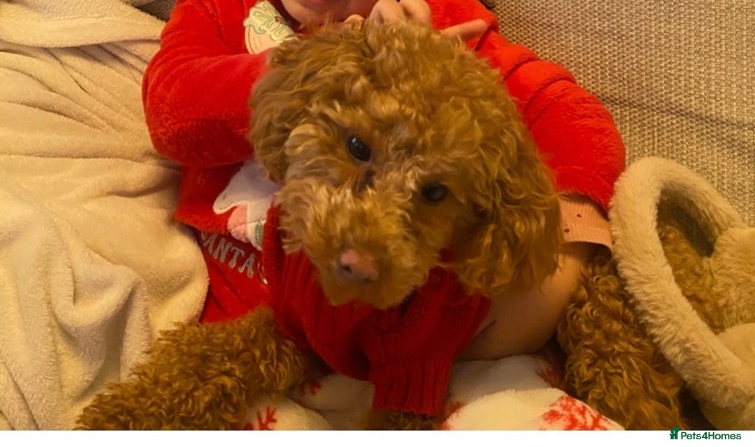 Cavapoo dogs for sale:  Beautiful Apricot Cavapoo– Loving, Well-Trained - Advert 4