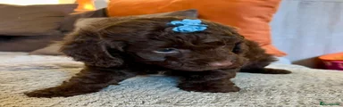 Cavapoo 1